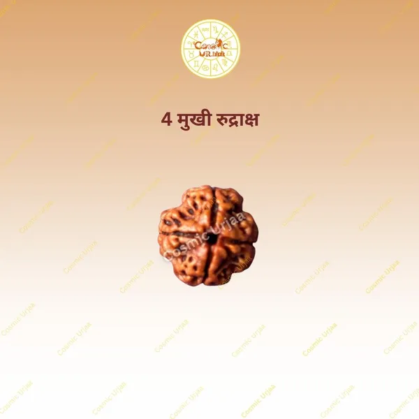 4_Mukhi_Rudraksha