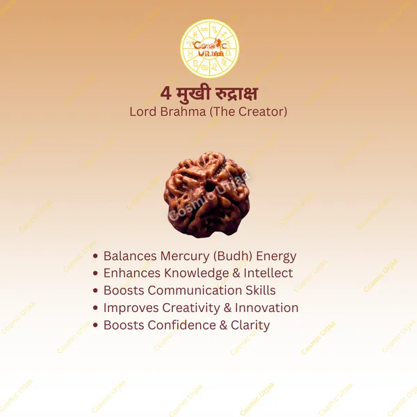 4_Mukhi_Rudraksha