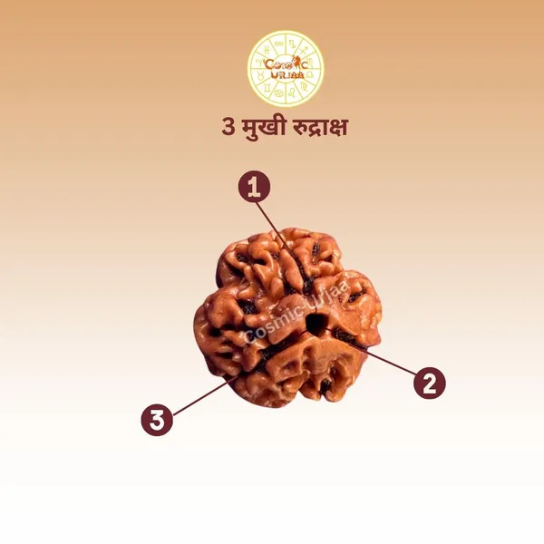3_Mukhi_Rudraksha