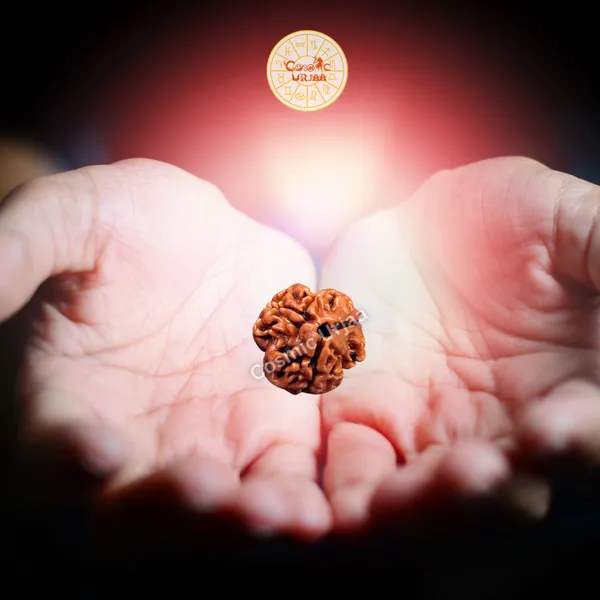 3_Mukhi_Rudraksha