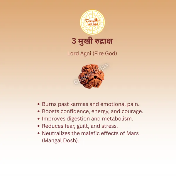 3_Mukhi_Rudraksha