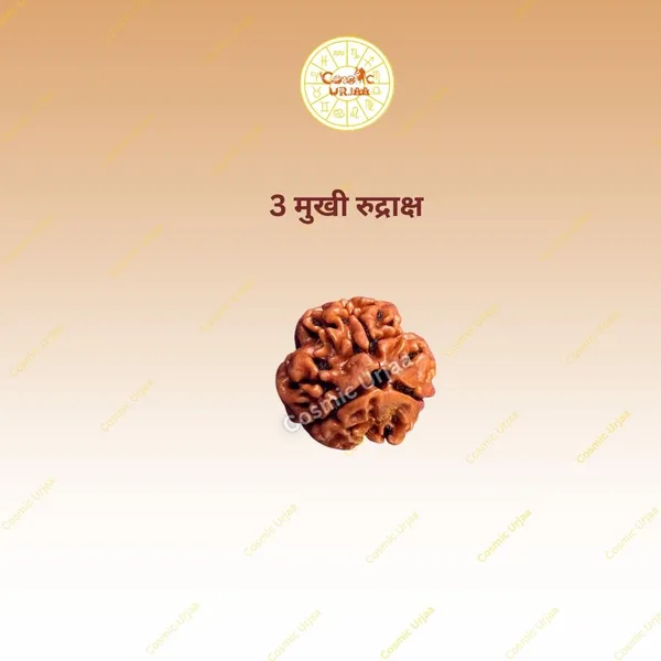 3_Mukhi_Rudraksha