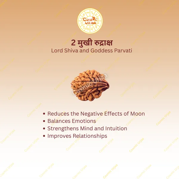 2_Mukhi_Rudraksha