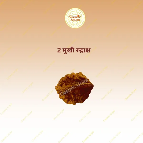 2_Mukhi_Rudraksha