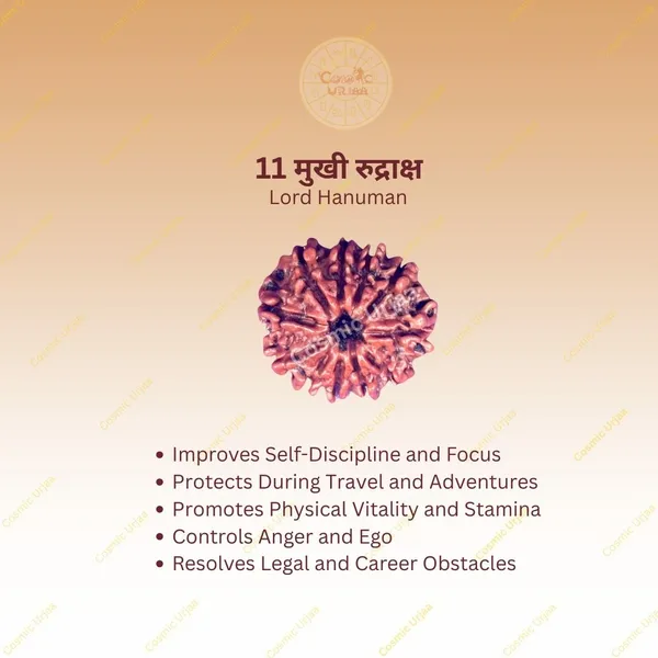 11_Mukhi_Rudraksha