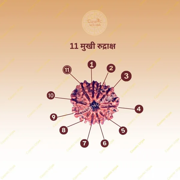 11_Mukhi_Rudraksha