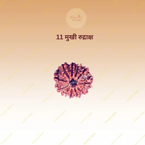 11_Mukhi_Rudraksha