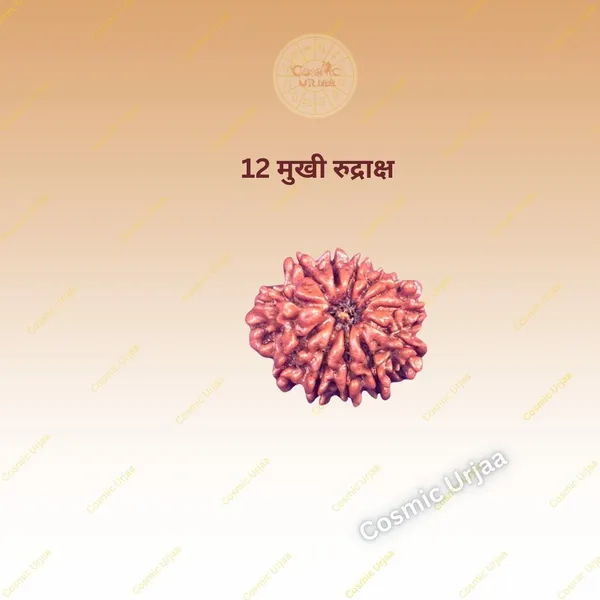 12_Mukhi_Rudraksha