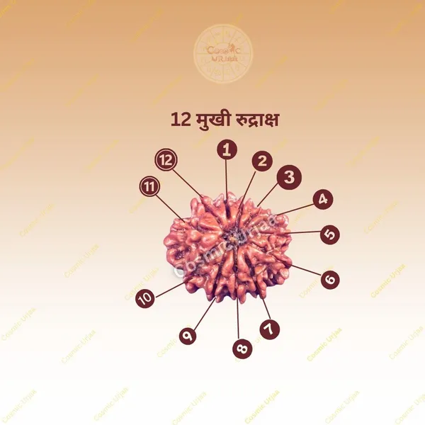 12_Mukhi_Rudraksha