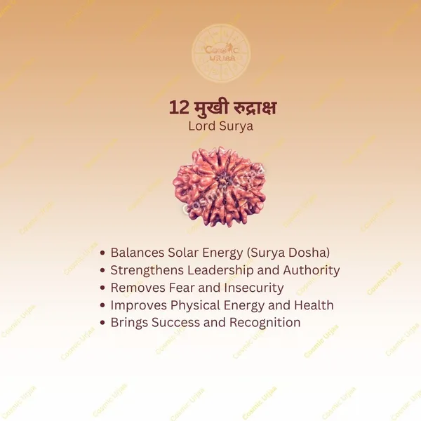 12_Mukhi_Rudraksha