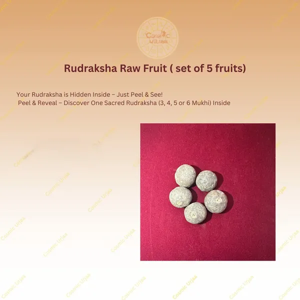 Rudraksha_Raw_Fruit_(_set_of_5_fruits)