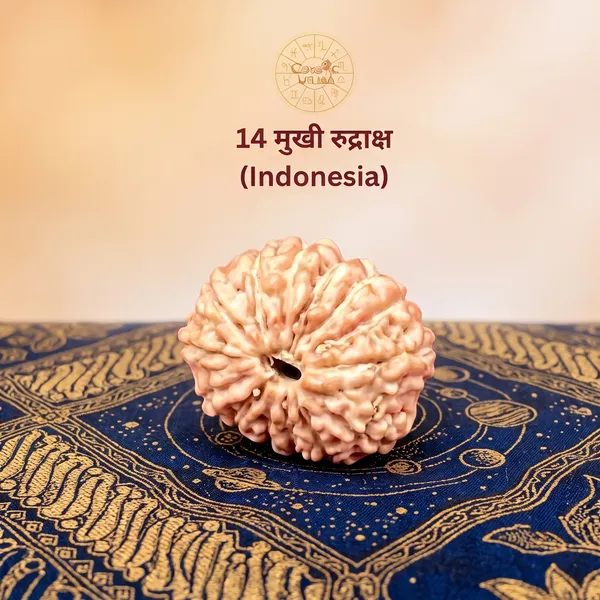 14_Mukhi_Rudraksha_Indonesia