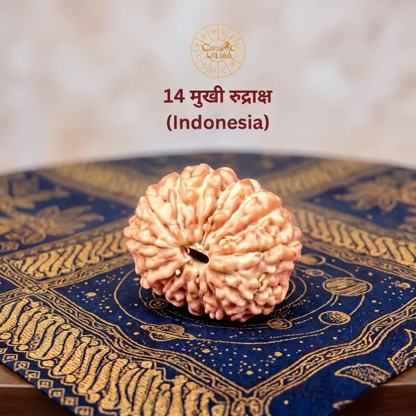 14_Mukhi_Rudraksha_Indonesia