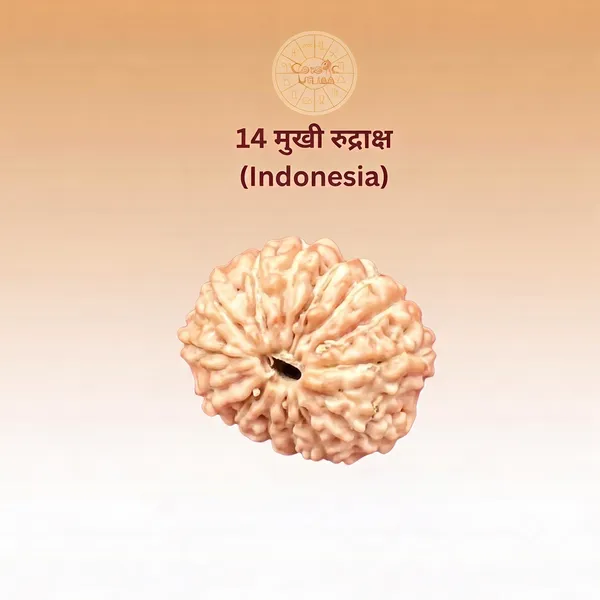 14_Mukhi_Rudraksha_Indonesia