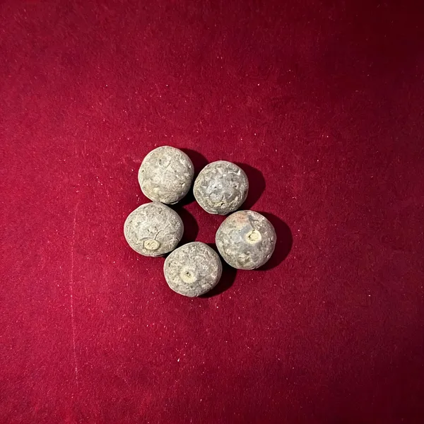 Rudraksha_Raw_Fruit_(_set_of_5_fruits)