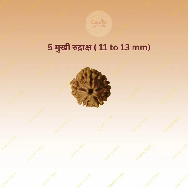 5_Mukhi_Rudraksha