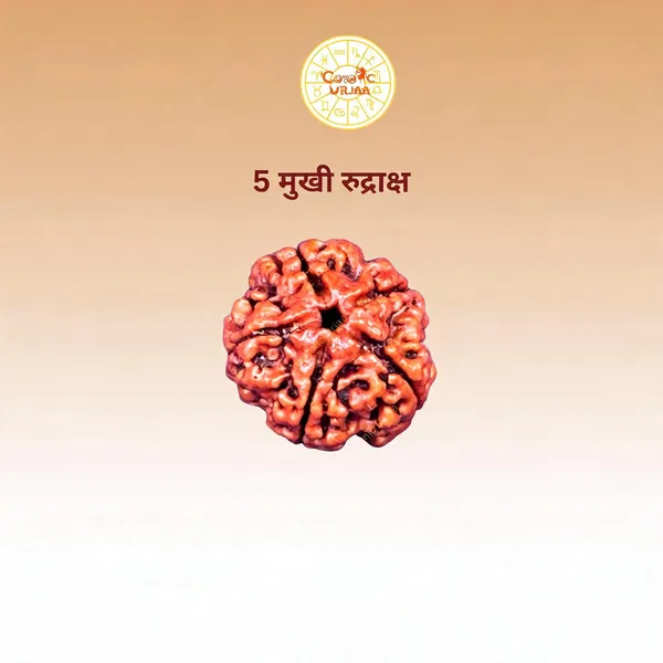5_Mukhi_Rudraksha