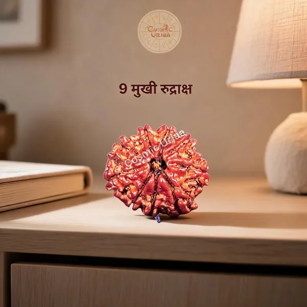 9_Mukhi_Rudraksha