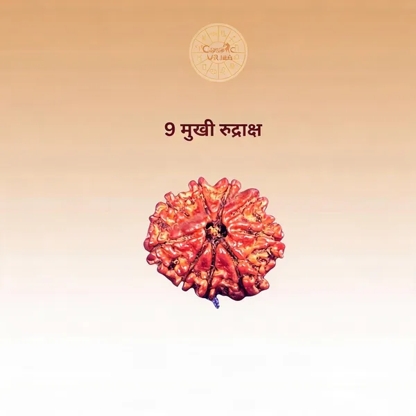 9_Mukhi_Rudraksha