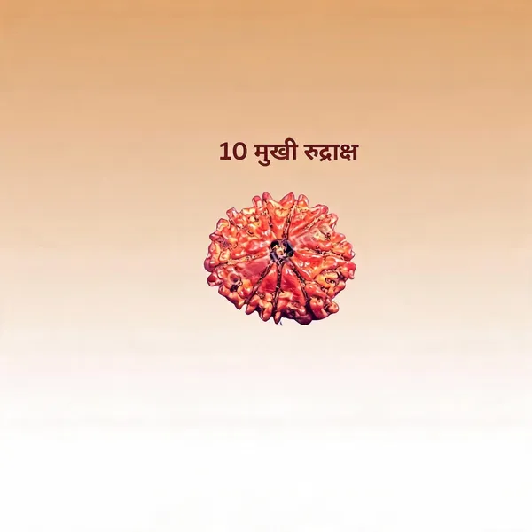 10_Mukhi_Rudraksha