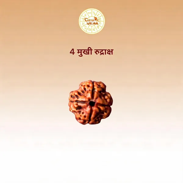 4_Mukhi_Rudraksha