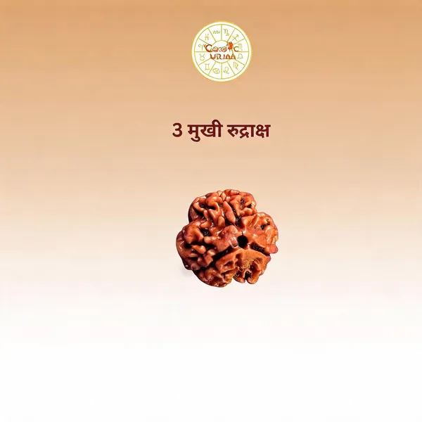 3_Mukhi_Rudraksha