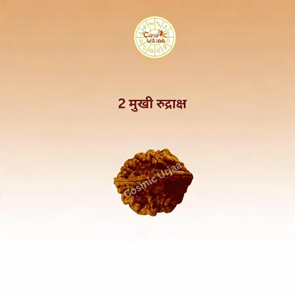 2_Mukhi_Rudraksha