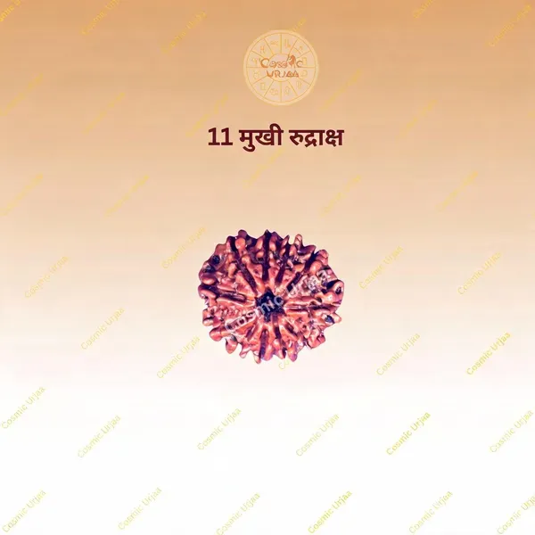 11_Mukhi_Rudraksha