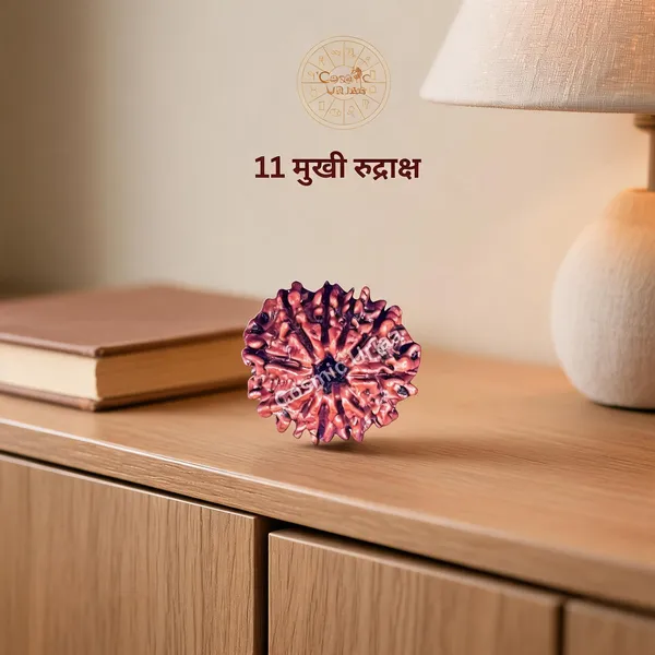 11_Mukhi_Rudraksha