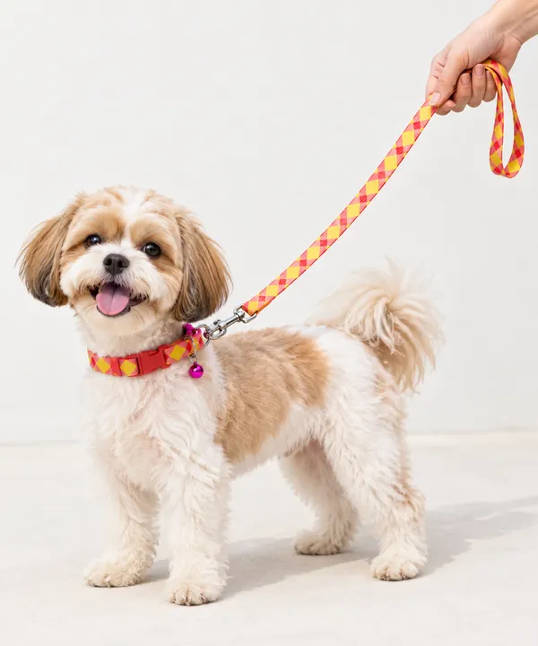 Little_Paws_Collar_&_Leash_Set