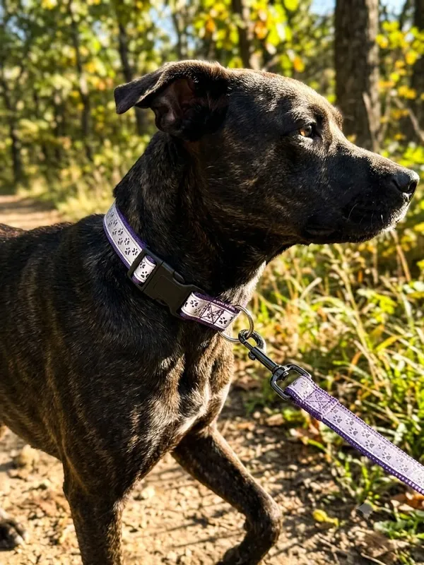Adjustable_Reflective_Collar_And_Leash_Set