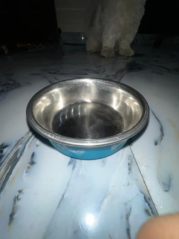 Printed_Dog_Feeding_Bowl_Small_Pack_Of_2