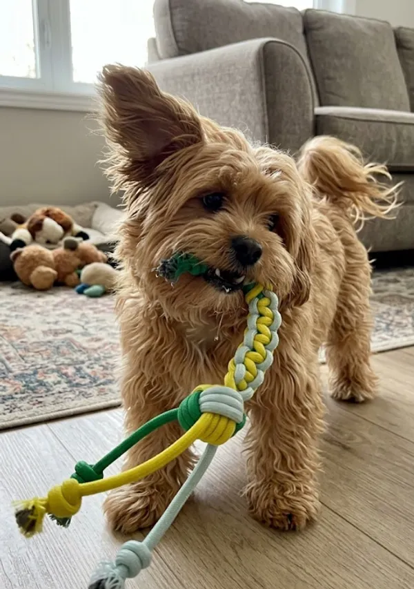Rope_Chew_Toy