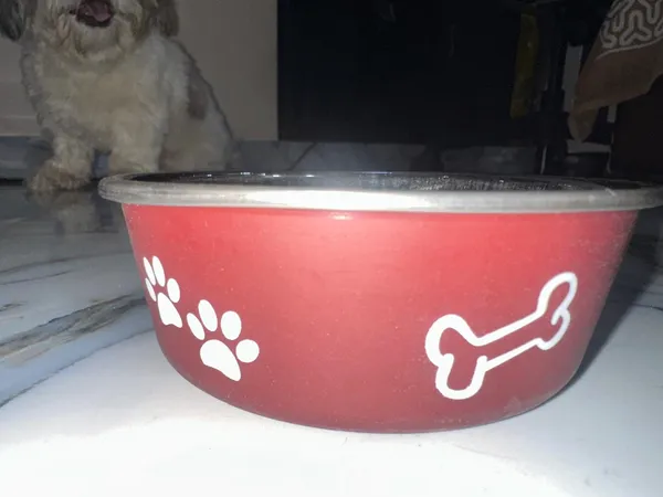 Printed_Dog_Feeding_Bowl_Small_Pack_Of_2