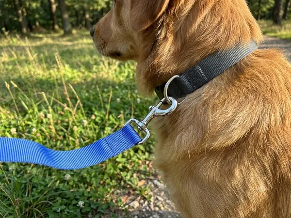 Durable_Nylon_Dog_Leash