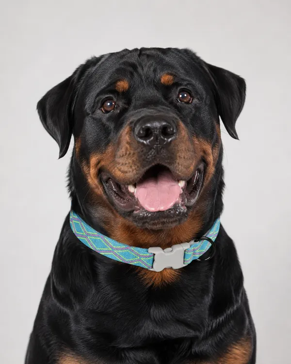 Adjustable_Nylon_Pet_Collar_With_Geometric_Pattern
