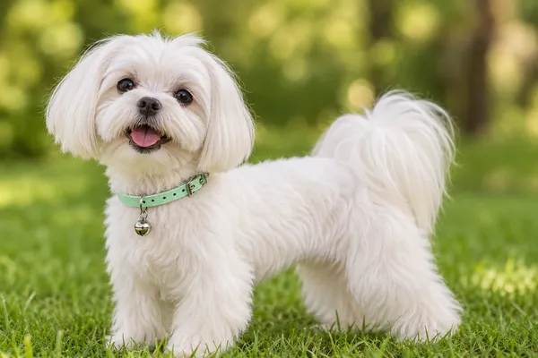 Adjustable_Pet_Collar_With_Bell_-_Pack_Of_2