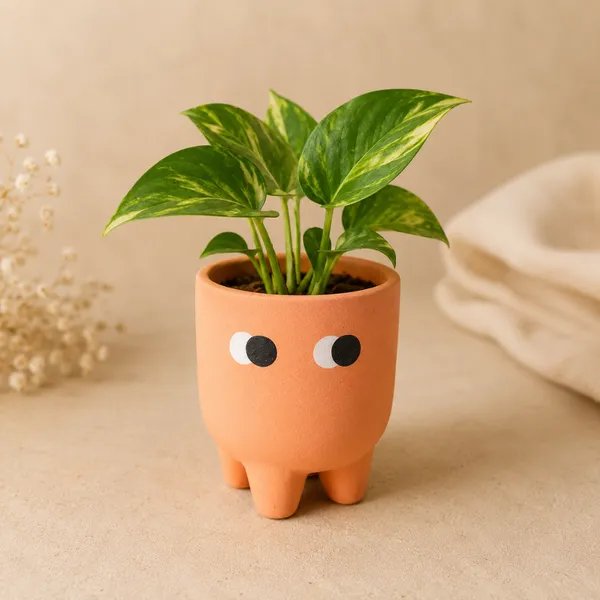 Festive_Orange_Amber_Muse_Face_Planter_Set_Of_2