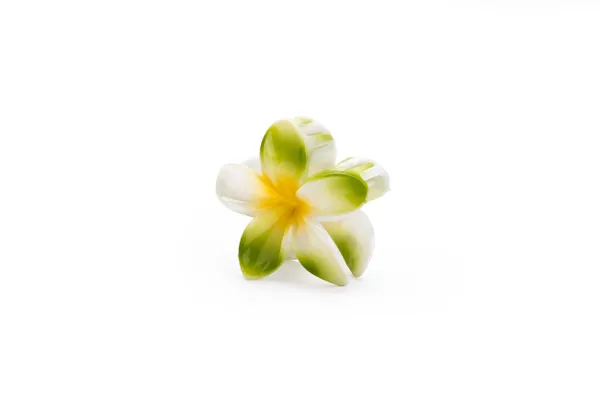 Shaded_Tropical_Large_Green_Bloom_Large_Medium_Single