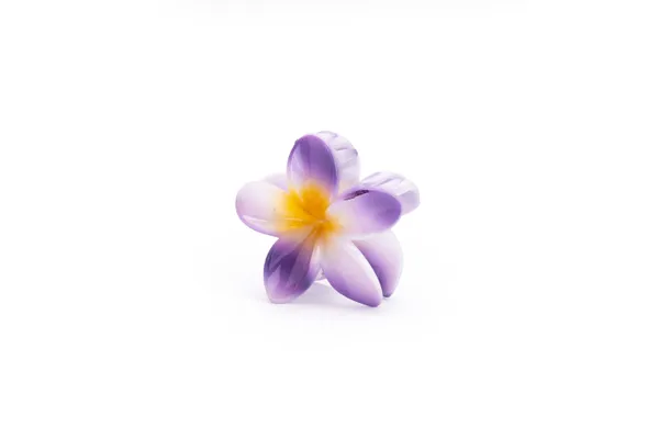 Shaded_Tropical_Large_Lavender_Bloom_Large_Medium_Single