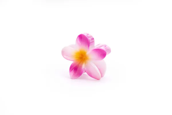 Shaded_Tropical_Large_Pink_Bloom_Large_Medium_Single