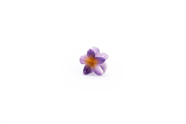 Shaded_Tropical_Small_Lavender_Bloom_Large_Medium_Single