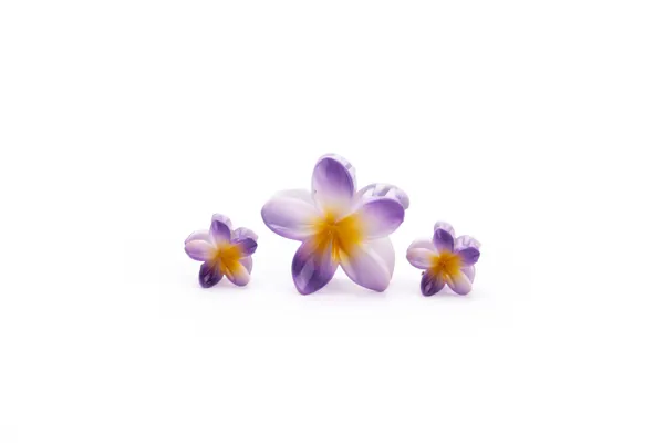 Shaded_Tropical_Family_Set_Lavender_Bloom_Large_Medium_Single