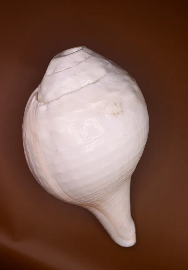 White_Natural_Conch_Shankh_Shell_For_Pooja