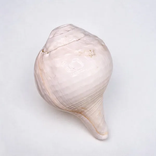 White_Natural_Conch_Shankh_Shell_For_Pooja