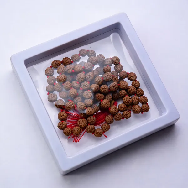 7_Mukhi_Rudraksha_Mala_