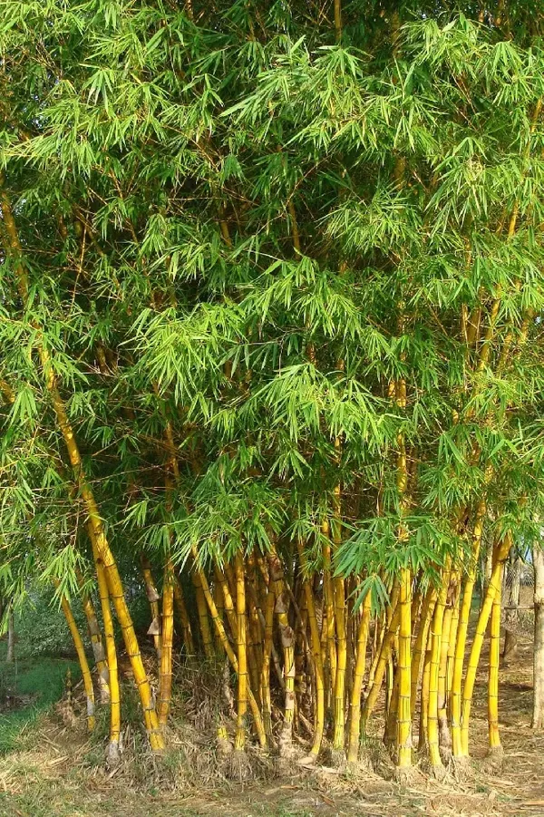 Golden_Bamboo_Live_Plant
