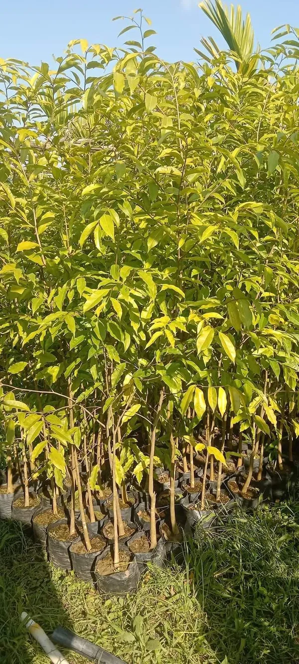 Agarwood_Plant