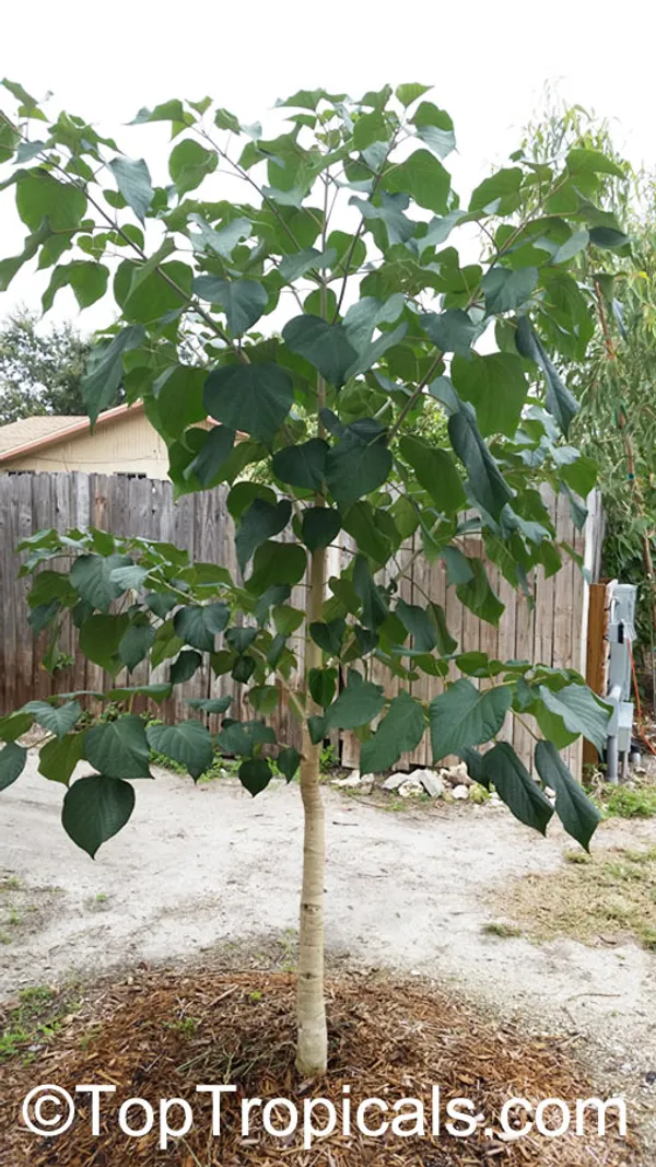 Live_Heart_Leaf_Tree_Sapling_Plant_Gamhar