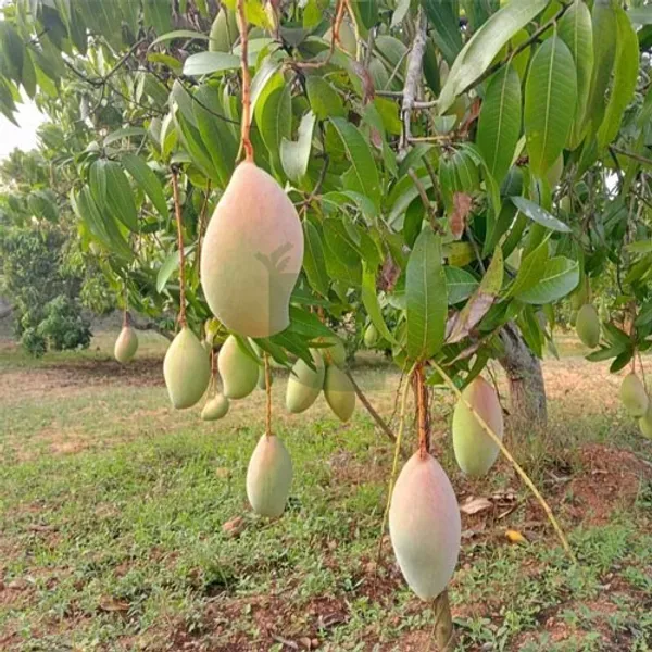 Grafted_Mango_Fruit_Plant